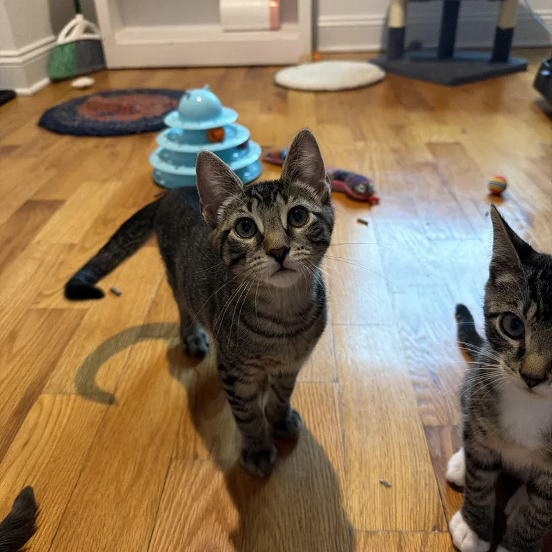 A baby small-sized male Tabby (Brown / Chocolate) American Shorthair cat named Mo for adoption in Highland Park, NJ
