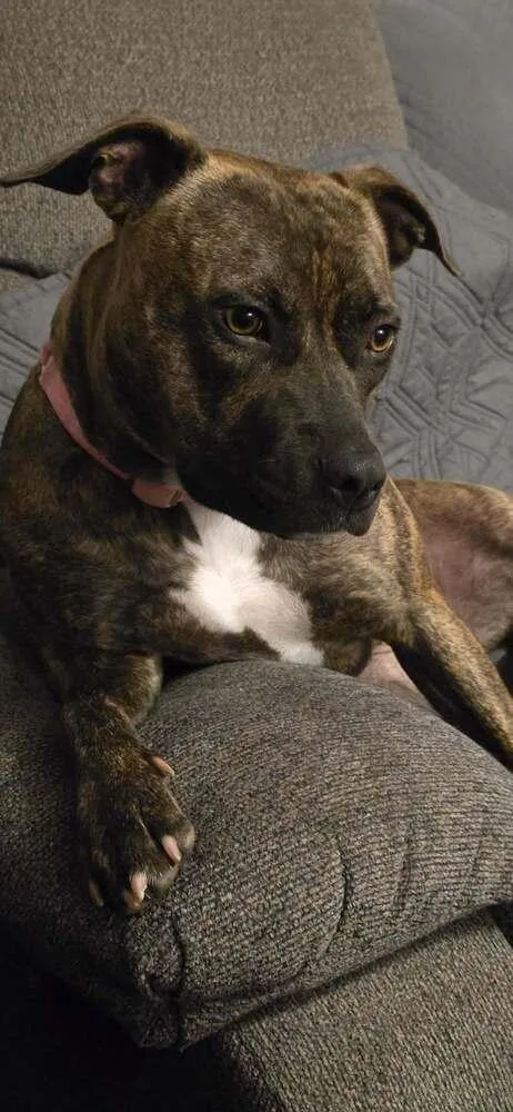 An adult medium-sized female Mixed Breed dog named Lilly Elowen for adoption in Milton, DE