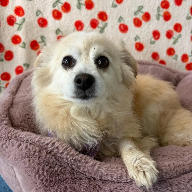An adult small-sized female Pomeranian dog named Romy for adoption in Chico, CA