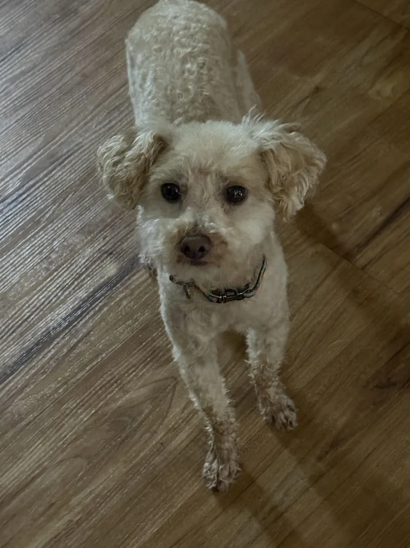 An adult small-sized male Apricot / Beige Poodle (Toy) dog named Teddy for adoption in Brunswick, ME