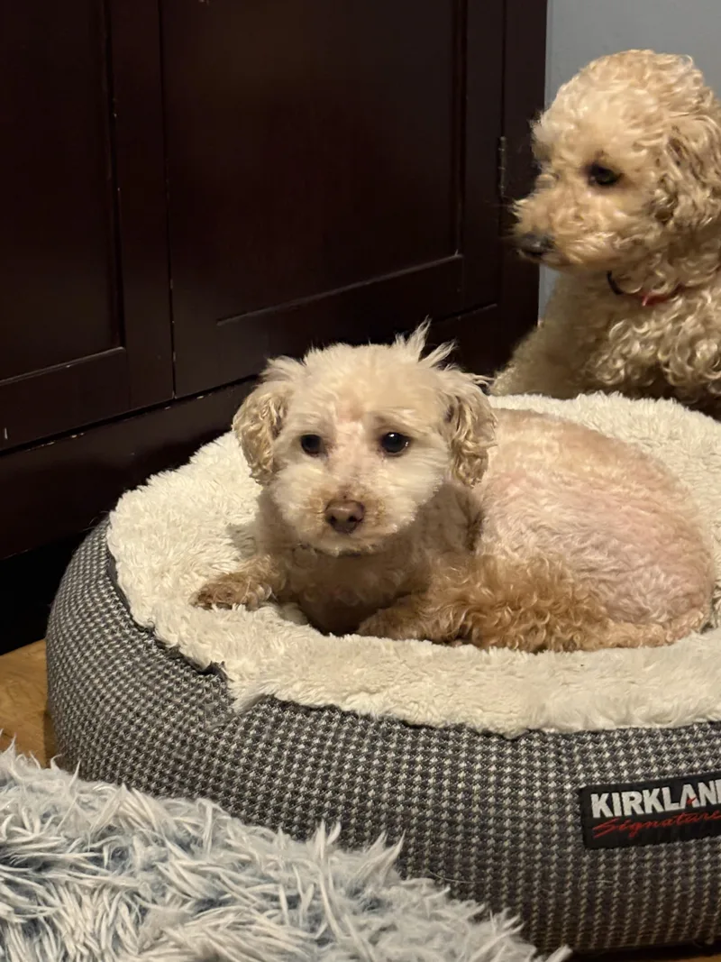 Teddy thumbnail 3