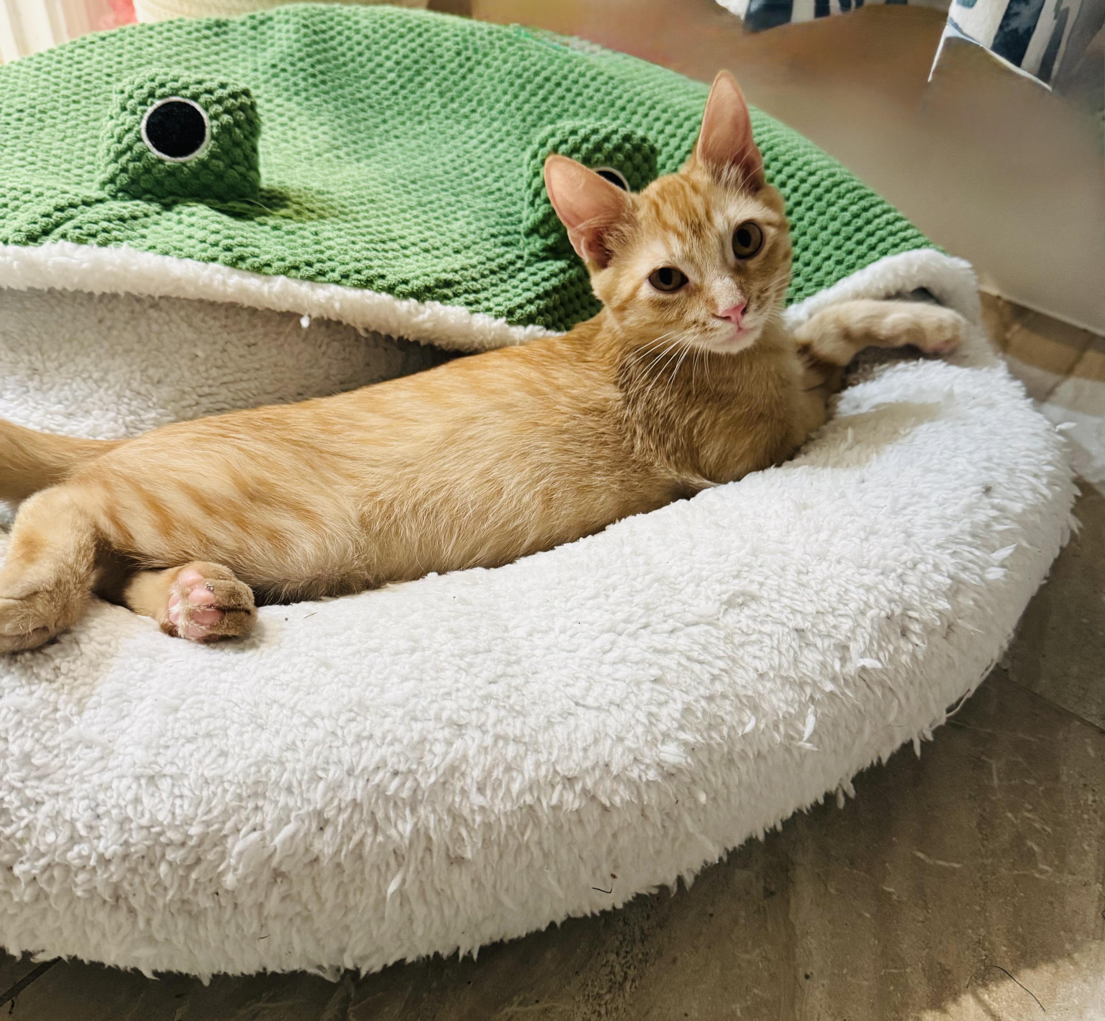 A baby medium-sized male Tabby (Orange / Red) Domestic Short Hair cat named Davis Wade for adoption in Metairie, LA