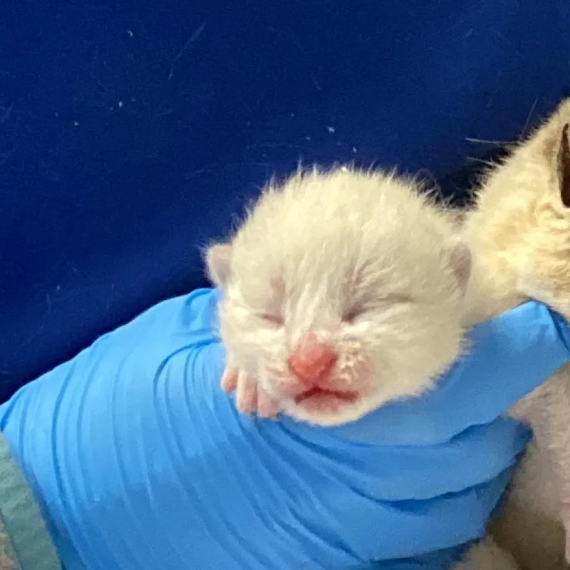 A baby small-sized male White Domestic Short Hair cat named Lenny for adoption in Greenville, SC