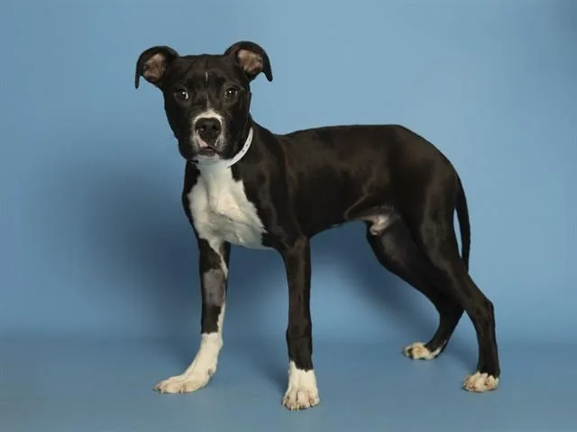 A young small-sized male Pit Bull Terrier dog named Snoop for adoption in Phoenix, AZ