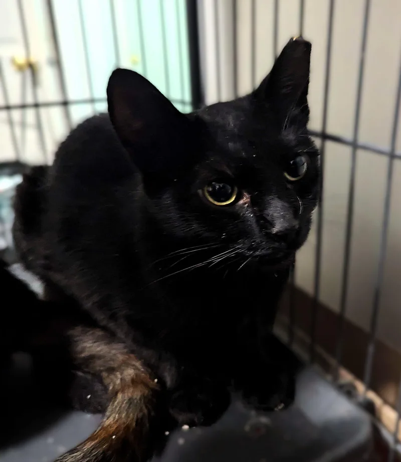 A young medium-sized female Black Domestic Short Hair cat named Brigitta for adoption in Seven Valleys, PA