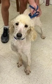 A baby large-sized male Poodle dog named Weston for adoption in Dawson, GA