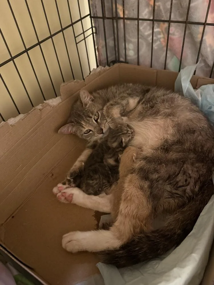 A baby small-sized male Gray & White Domestic Short Hair cat named Gale for adoption in Bolton, CT
