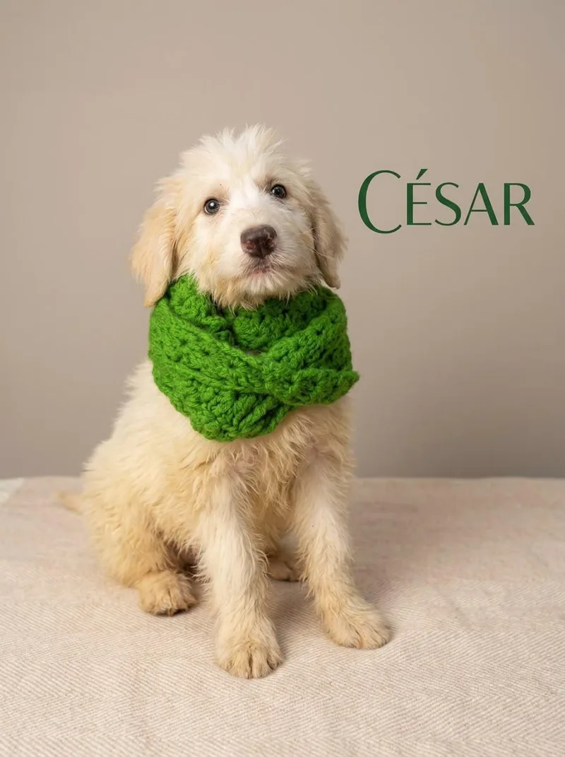 A young large-sized male Apricot / Beige Sheepadoodle dog named Cesar for adoption in Chula Vista, CA