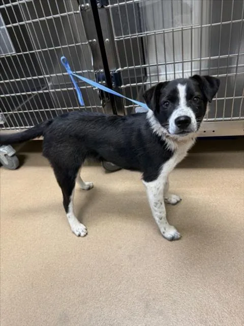 A young medium-sized female Australian Cattle Dog / Blue Heeler dog named Pepper for adoption in Norco, CA