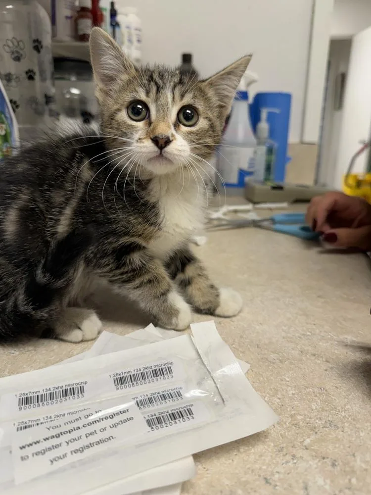 A baby small-sized female Domestic Short Hair cat named Bessie for adoption in Ontario, CA