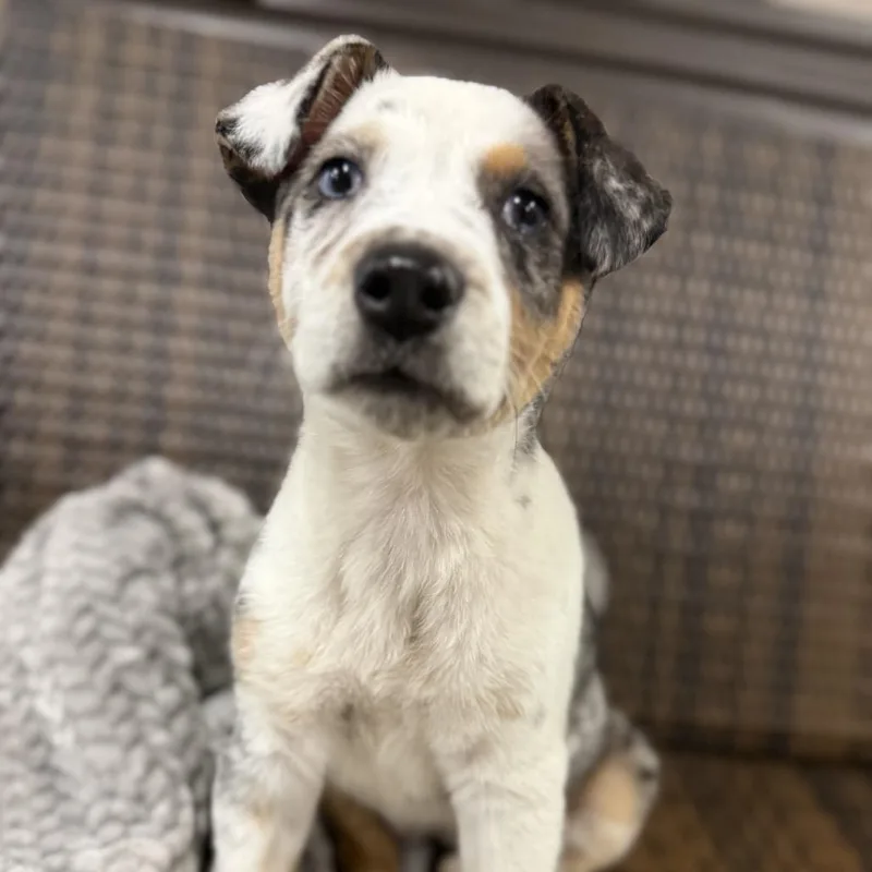 A baby small-sized female Gray / Blue / Silver Australian Shepherd dog named Clover for adoption in Austin, TX