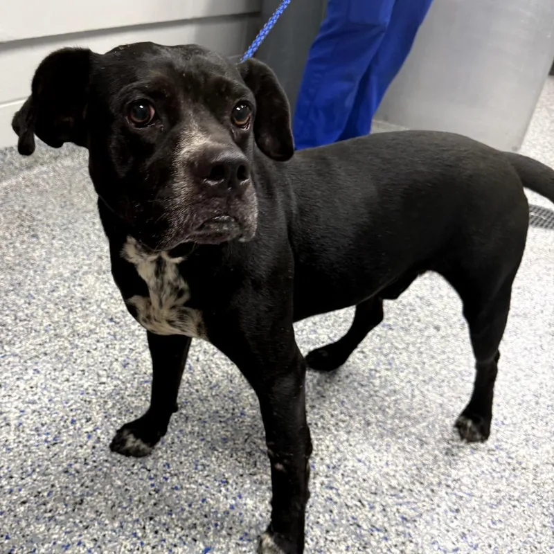 An adult medium-sized male Black Pit Bull Terrier dog named Oreo for adoption in Greenville, SC