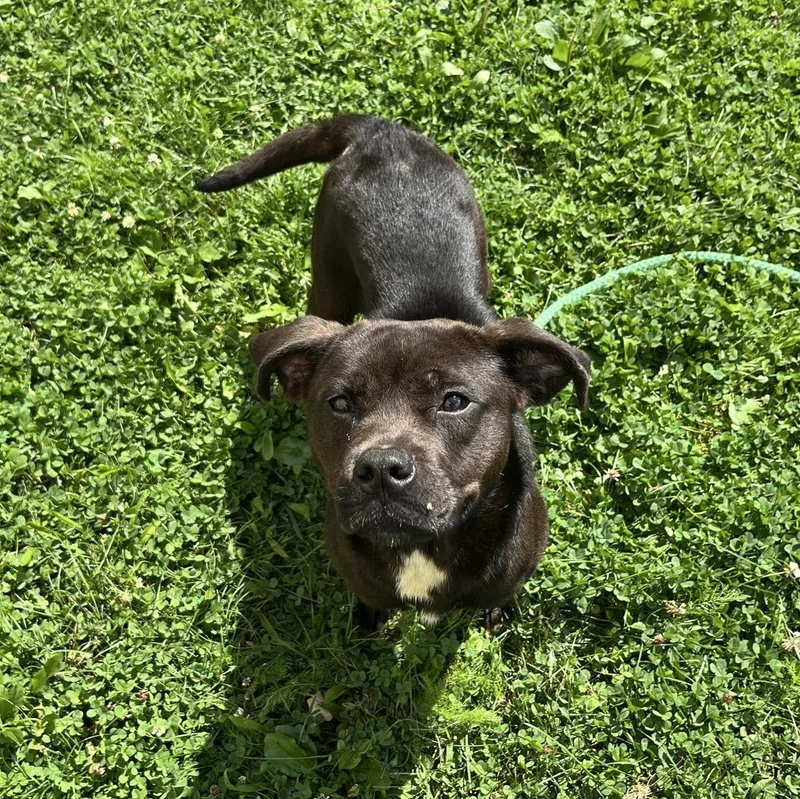 A young medium-sized female Mixed Breed dog named Aurora for adoption in Youngstown, OH