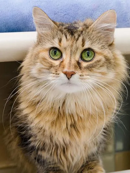 A senior medium-sized female Domestic Short Hair cat named Heidi for adoption in Longmont, CO