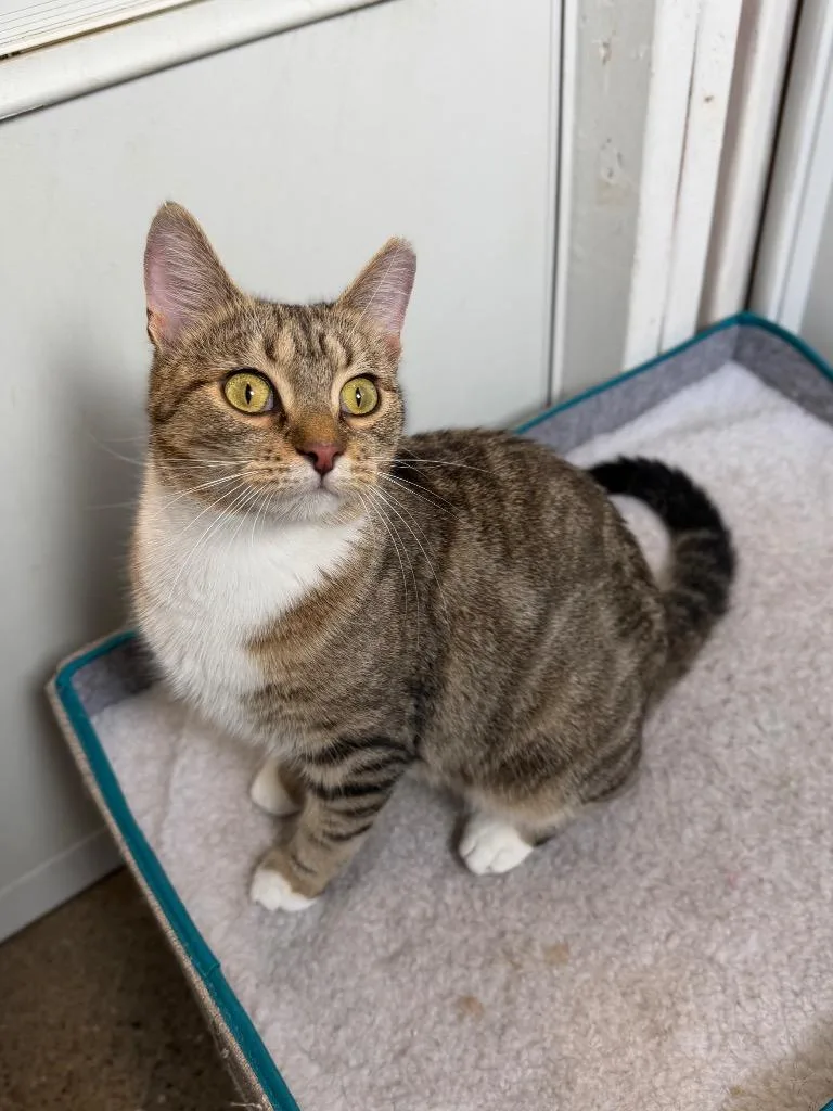 A baby medium-sized female Domestic Short Hair cat named Hannah Banana for adoption in Pierceton, IN