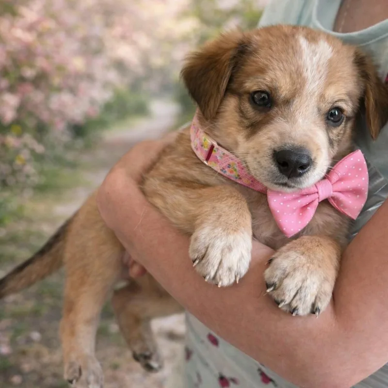 Athena Gs thumbnail 3