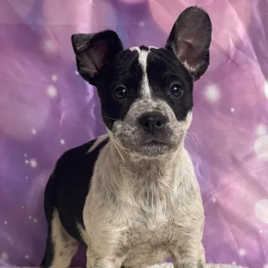 A baby small-sized male Black Australian Cattle Dog / Blue Heeler named Pecos for adoption in Fort Collins, CO