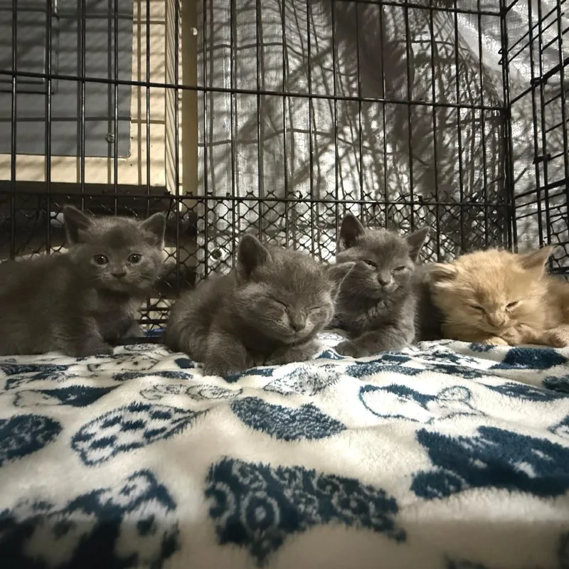 A baby small-sized male Domestic Short Hair cat named Andres for adoption in Cumming, GA