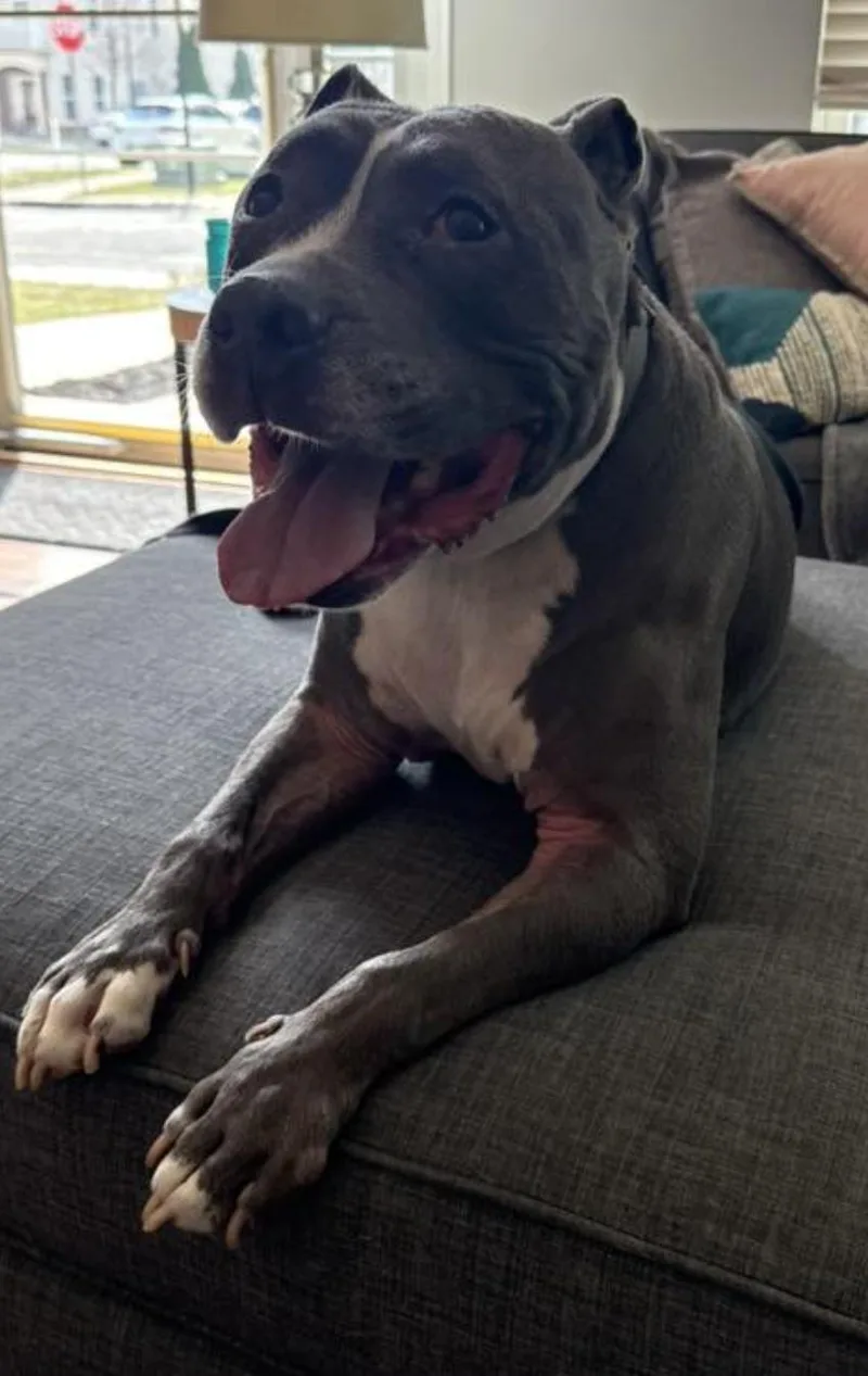 A senior large-sized male Gray / Blue / Silver Pit Bull Terrier dog named Rocky for adoption in Tinton Falls, NJ