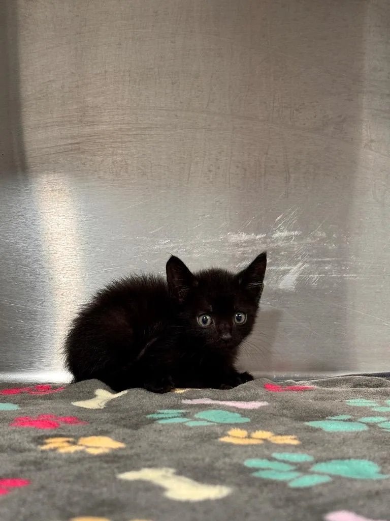 A baby small-sized male Domestic Short Hair cat named Homer for adoption in Labelle, FL