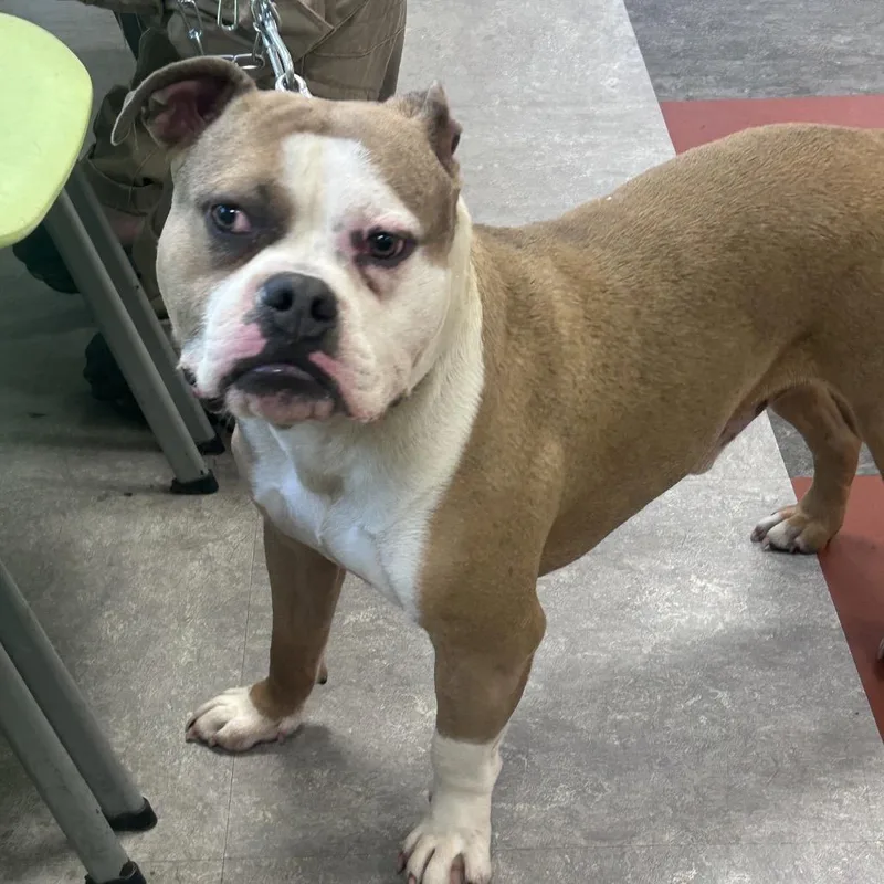 An adult medium-sized male Brown / Chocolate Mixed Breed dog named Rascal Flatts for adoption in Philadelphia, PA