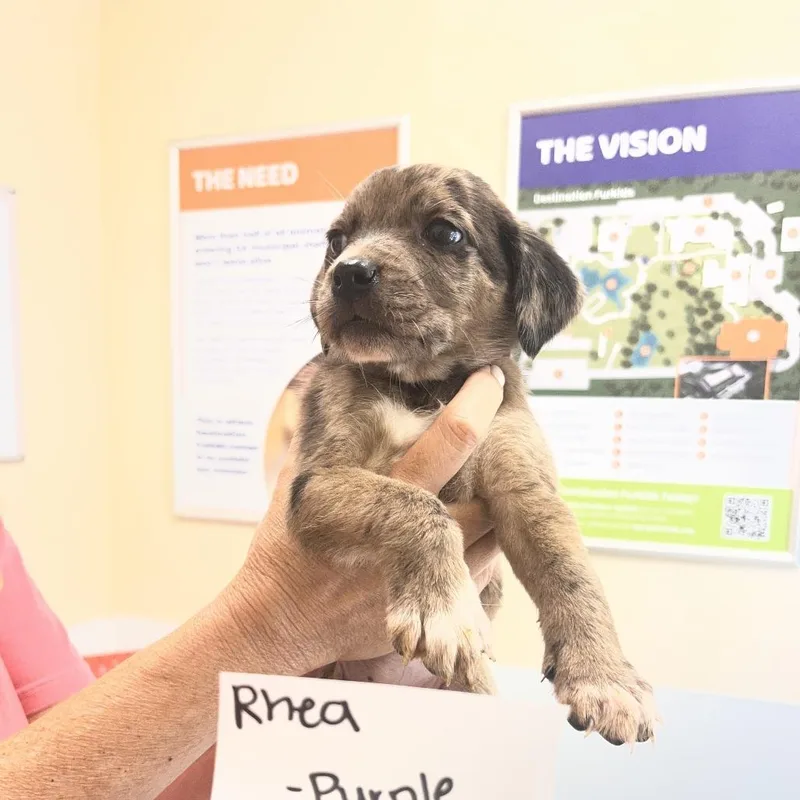 Rhea thumbnail 2