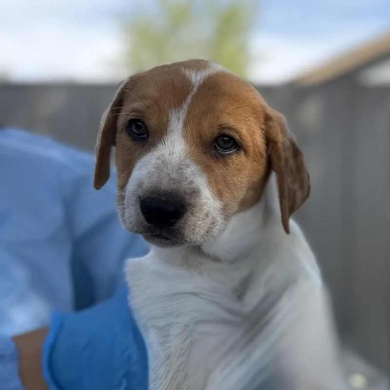 A baby small-sized female Red / Chestnut / Orange Mixed Breed dog named The Invisible Woman for adoption in Moab, UT