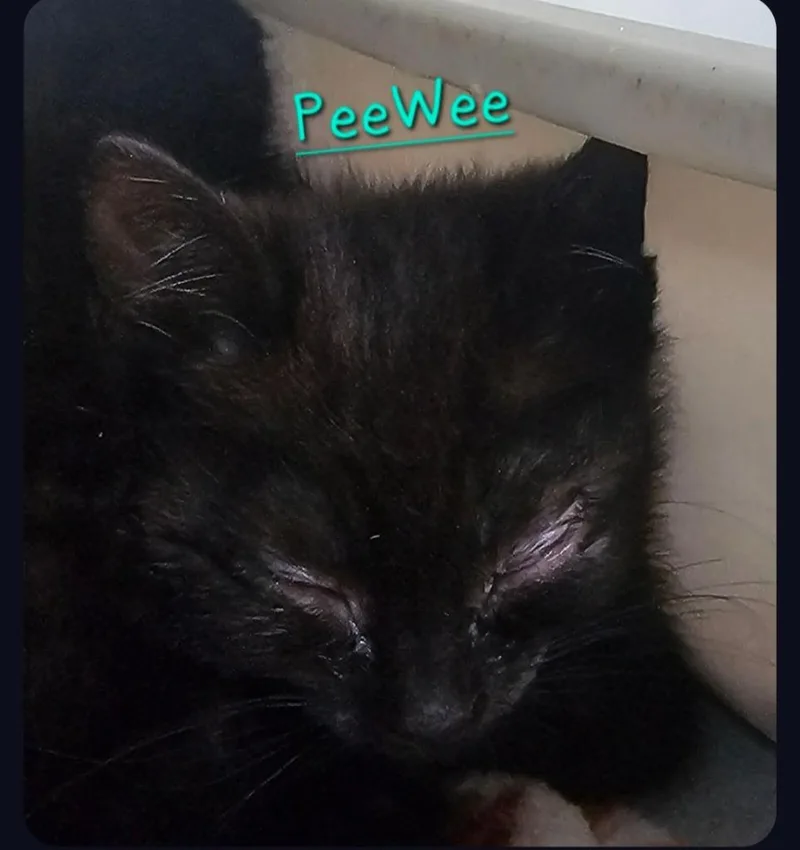 A baby small-sized male Domestic Short Hair cat named Peewee for adoption in Jim Thorpe, PA