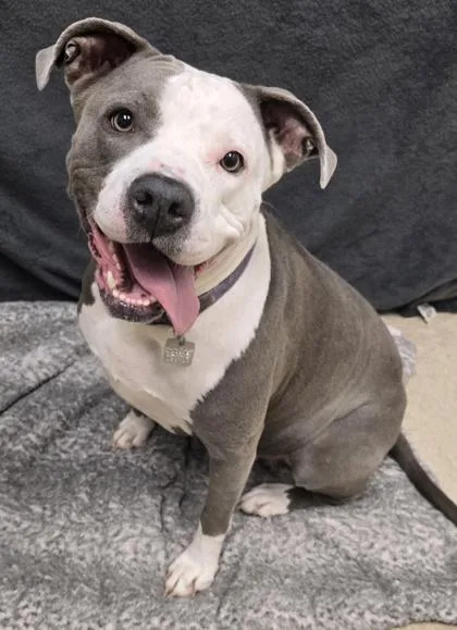 An adult large-sized female Gray / Blue / Silver Mixed Breed dog named Blizzard for adoption in Hamilton, OH