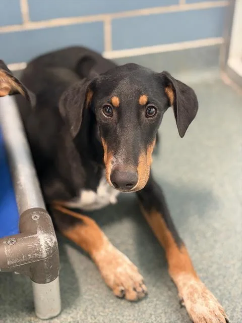 A young large-sized male Mixed Breed dog named Derrick for adoption in Dallas, TX