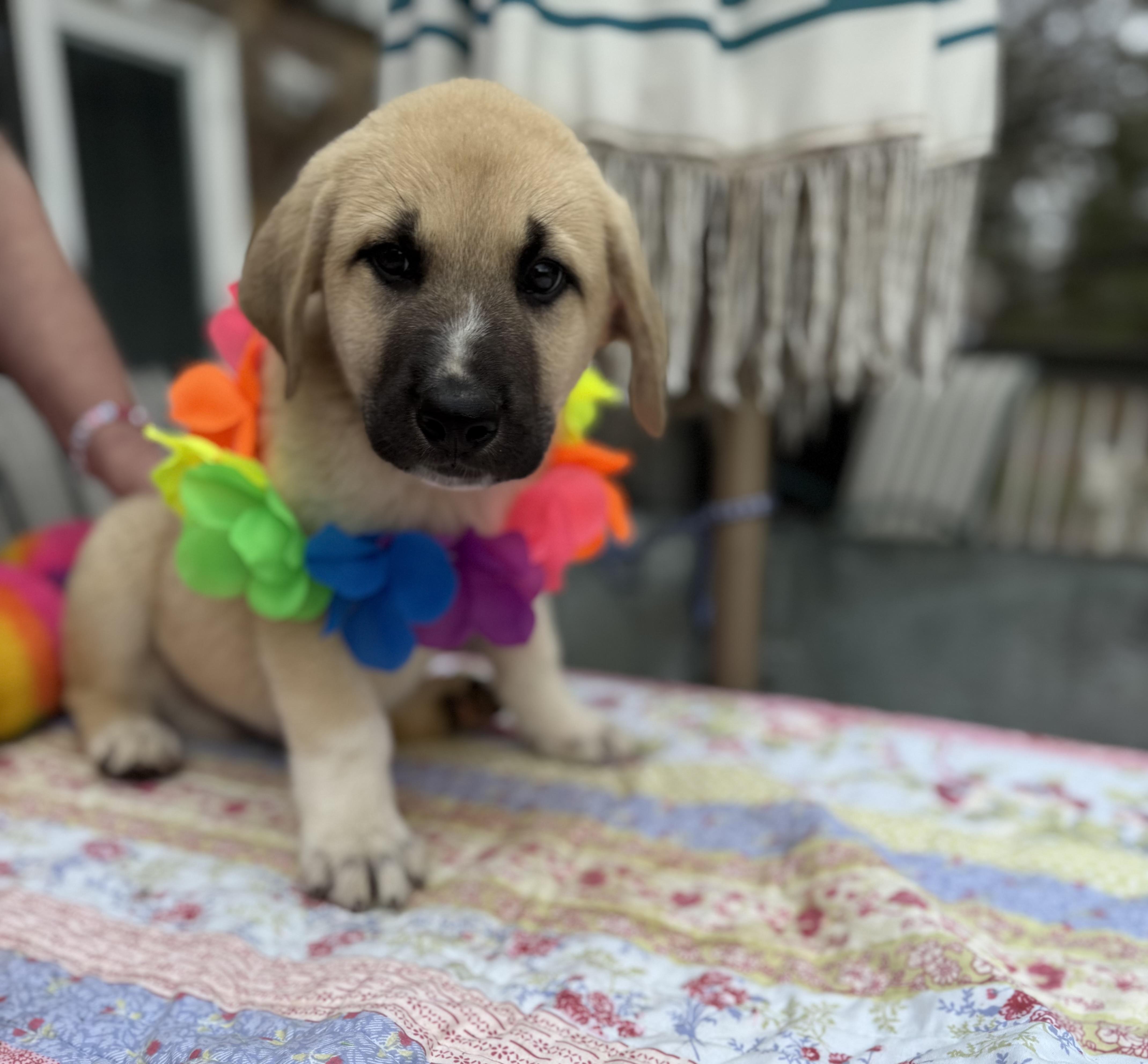 A baby medium-sized male Black Golden Retriever dog named Russ for adoption in White Lake, MI