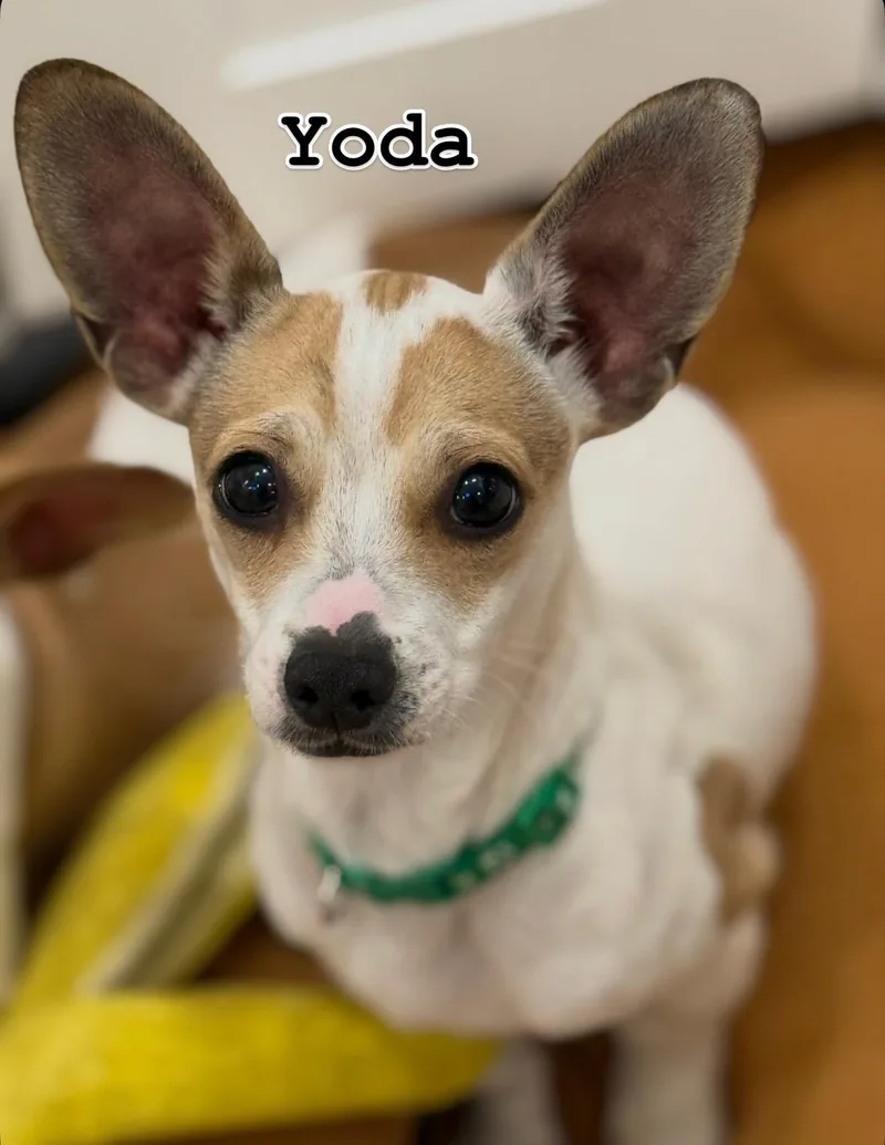 Yoda thumbnail 2