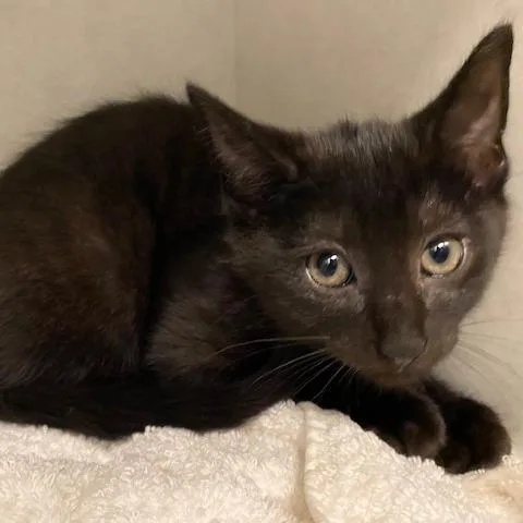 A baby small-sized male Black Domestic Short Hair cat named Bob for adoption in Dayton, OH
