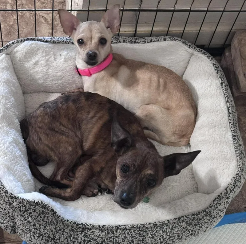 An adult small-sized male Brown / Chocolate Chihuahua dog named Athena & Hercules for adoption in San Tan Valley, AZ