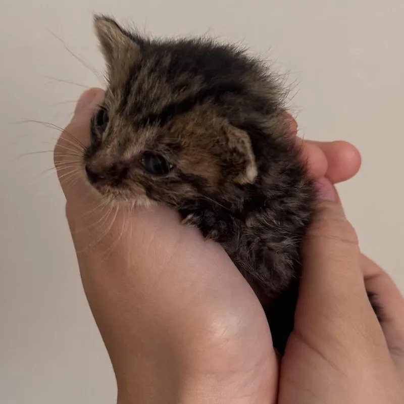 A baby small-sized male Gray / Blue / Silver Domestic Medium Hair cat named Lucky Duck for adoption in Brooklyn, NY