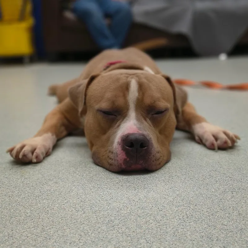 An adult medium-sized male Pit Bull Terrier dog named Milo for adoption in Springfield, MA