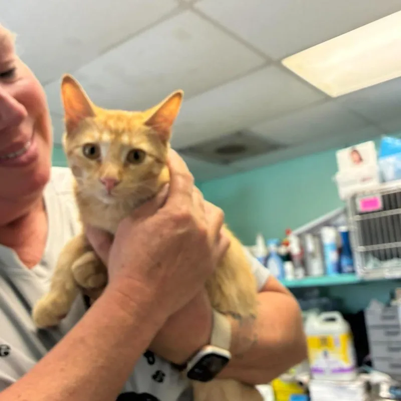 A baby small-sized male Domestic Short Hair cat named Peanut for adoption in Madill, OK