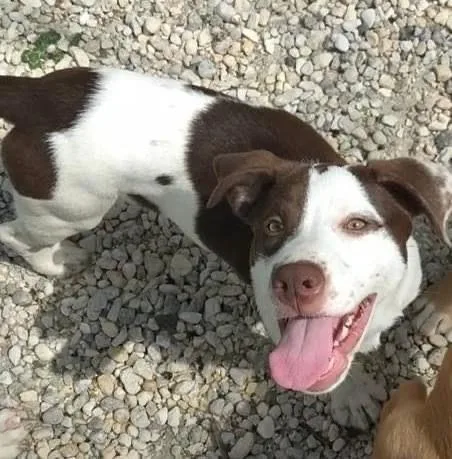 A baby large-sized female Pit Bull Terrier dog named Aurora for adoption in Staley, NC