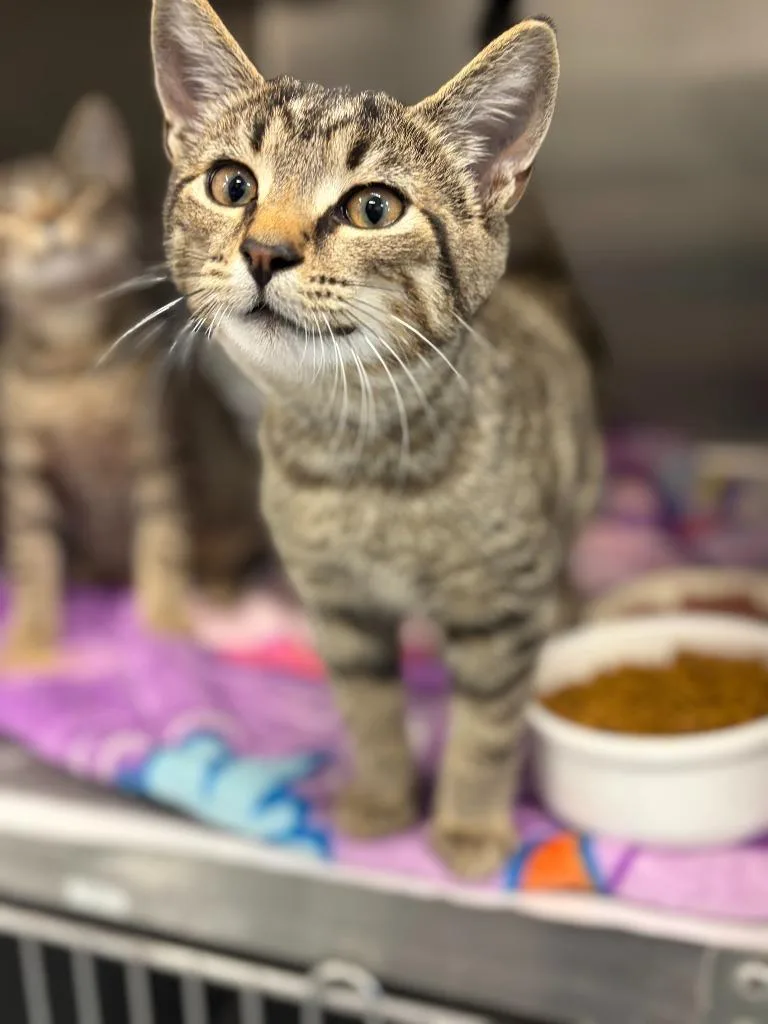 A baby medium-sized male Domestic Short Hair cat named Cj for adoption in Portland, IN