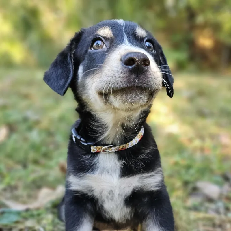 A baby medium-sized male Mixed Breed dog named Christopher Robin for adoption in Festus, MO