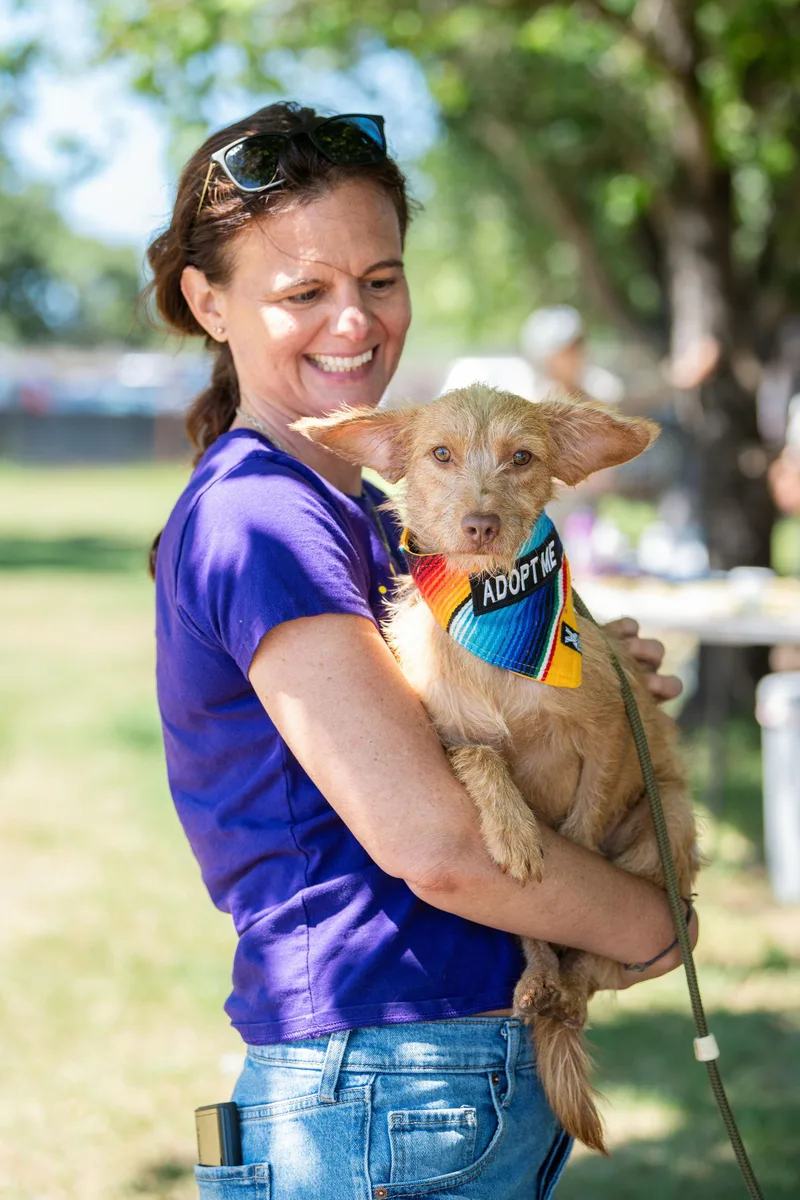 A young small-sized male Golden Terrier dog named Aquiles for adoption in Santa Rosa, CA