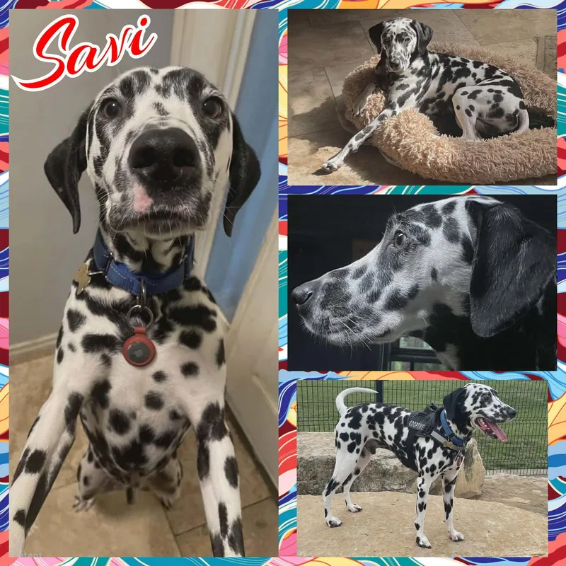 A young medium-sized male Dalmatian dog named Savi for adoption in Colorado Springs, CO