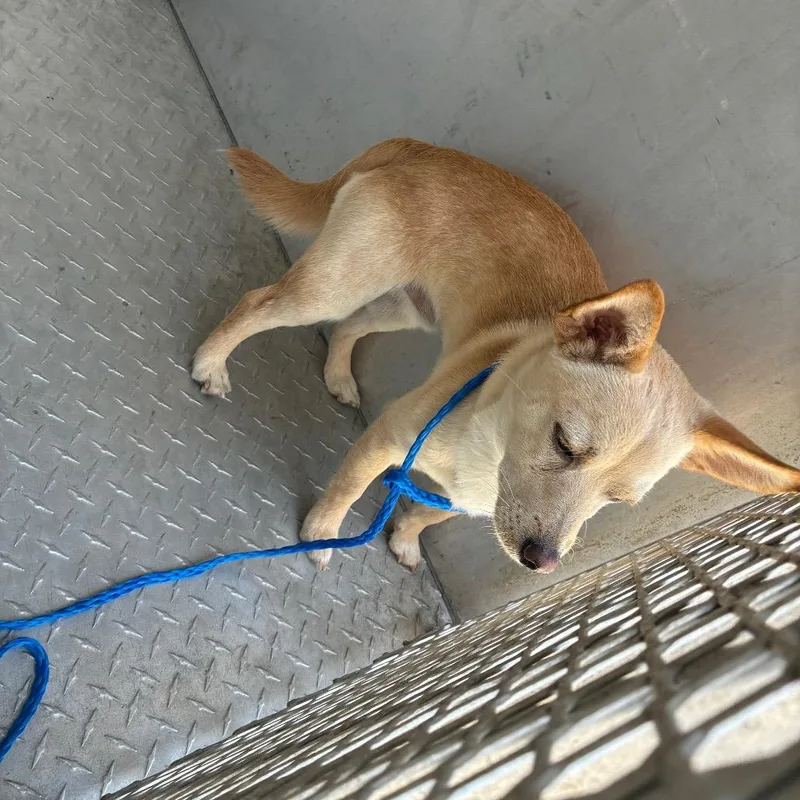 A young small-sized male Yellow / Tan / Blond / Fawn Terrier dog named Butter for adoption in Greensboro, NC