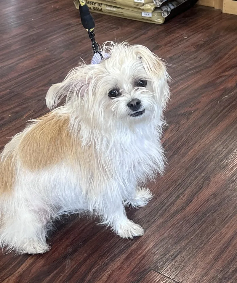 A young small-sized female White / Cream Schnauzer dog named Lili for adoption in Frisco, TX