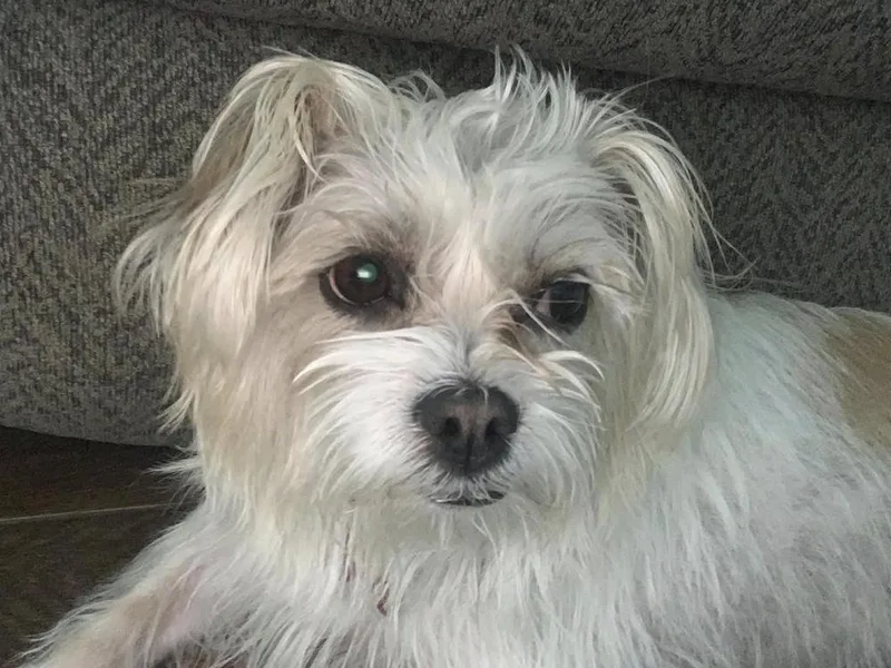 Lili thumbnail 3