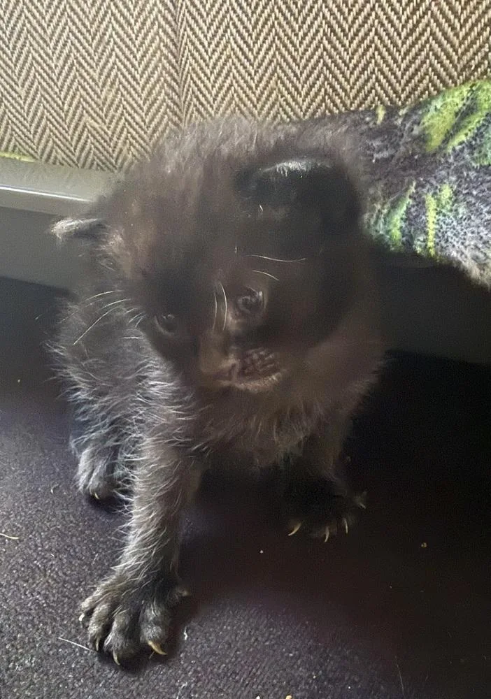 A baby small-sized female Black Domestic Short Hair cat named Margot for adoption in Ferndale, MI