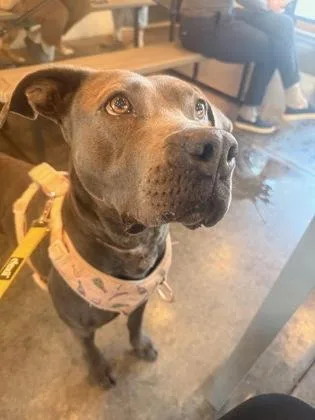An adult large-sized female Pit Bull Terrier dog named Flojo for adoption in Atlanta, GA