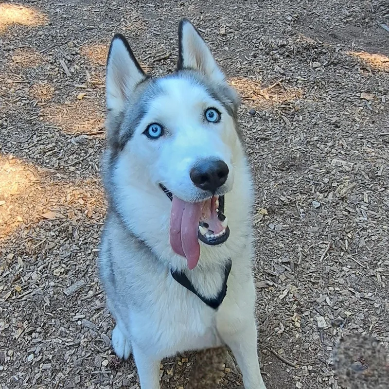 A young medium-sized male Tricolor (Brown, Black, & White) Siberian Husky dog named Moone for adoption in Cedarburg, WI