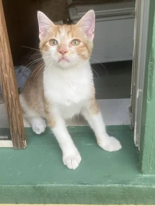 A baby small-sized male Domestic Short Hair cat named Geometry for adoption in Groveland, MA