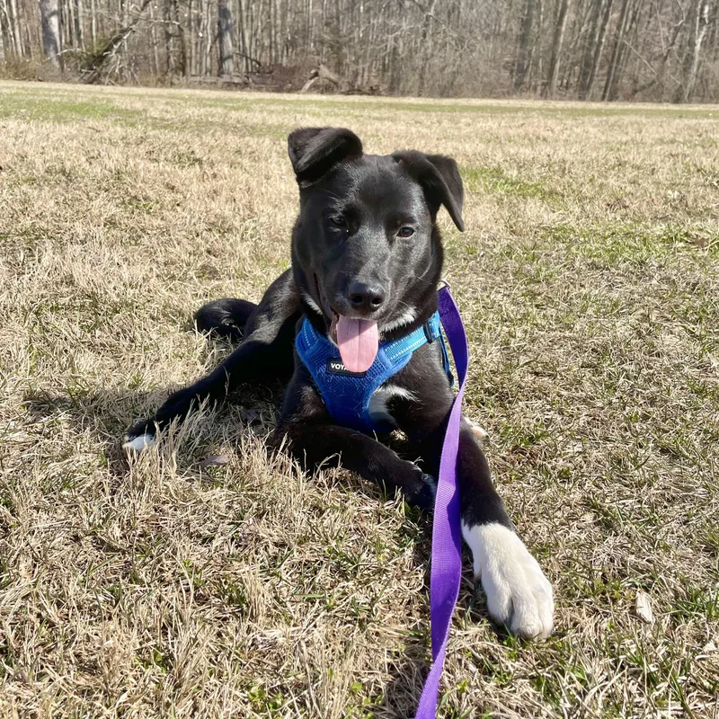 A baby medium-sized female Black Border Collie dog named Pythagoras for adoption in New York, NY